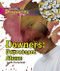 Downers by Jason Porterfield, 9781404219571