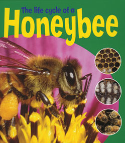 The Life Cycle of a Honeybee by Ruth Thomson, 9781404237131