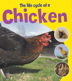 The Life Cycle of a Chicken - 9781404237155 by Ruth Thomson, 9781404237155