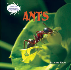 Ants - 9781404238237 by Suzanne Slade, 9781404238237