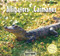 Alligators / Caimanes (Bilingual Edition) - 9781404276826 by Alice Twine, 9781404276826