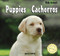 Puppies / Cachorros by Alice Twine, 9781404276871