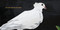 Together - 9781644212691 by Mona Damluji, Innosanto Nagara