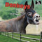 Donkeys - 9781448806881 by Lorijo Metz, 9781448806881