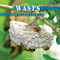 Wasps - 9781448813476 by Lynn George, 9781448813476