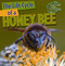 The Life Cycle of a Honeybee - 9781433946769 by Barbara M. Linde, 9781433946769