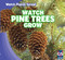 Watch Pine Trees Grow by Therese M. Shea, 9781433948398
