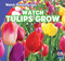 Watch Tulips Grow by Kristen Rajczak Nelson, 9781433948459