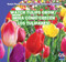 Watch Tulips Grow / ¡Mira cómo crecen los tulipanes! by Kristen Rajczak Nelson, 9781433948497