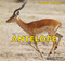 Antelope by Maddie Gibbs, 9781448825073