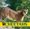 Cheetahs - 9781448825189 by Henry Randall, 9781448825189