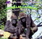Gorillas: Life in the Troop / Gorilas: Vida en la manada by Willow Clark, 9781448831272