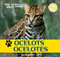 Ocelots / Ocelotes by Henry Randall, 9781448831319