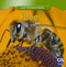 Incredible Bees - 9781433945779 by Susan Ashley, 9781433945779