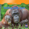 Adding with Apes by Adele James, 9781433956546