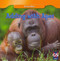 Adding with Apes - 9781433956560 by Adele James, 9781433956560