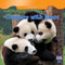 Compare with Bears by Kate Mineo, 9781433956584