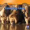 Counting Lions by Adeline Zubek, 9781433956621