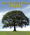 Can You Find These Trees? - 9781464400704 by Carmen Bredeson, Lindsey Cousins, 9781464400704