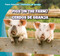 Pigs on the Farm / Cerdos de granja by Rose Carraway, 9781433974021