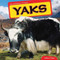 Yaks by Willow Clark, 9781448874156