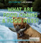 What Are Food Chains & Food Webs? - 9781622752362 by Louise Spilsbury, 9781622752362