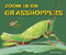 Zoom in on Grasshoppers by Melissa Stewart, 9780766042148