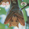 Bats - 9781627122962 by Wil Mara, 9781627122962