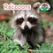 Raccoons - 9781627123013 by Steven Otfinoski, 9781627123013