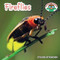 Fireflies - 9781627123075 by Steven Otfinoski, 9781627123075