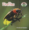 Fireflies - 9781627123082 by Steven Otfinoski, 9781627123082