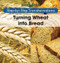 Turning Wheat into Bread by Amy Hayes, 9781502604453