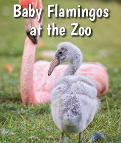 Baby Flamingos at the Zoo by Cecelia H. Brannon, 9780766075658