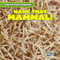 Name That Mammal! by Santana Hunt, 9781482447460
