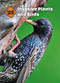 Invasive Plants and Birds by Alison Gaines, 9781502618344