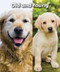 Old and Young by Tom Hughes, 9780766081116