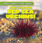 200-Year-Old Red Sea Urchins! by Topper Evans, 9781482455977