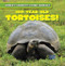 100-Year-Old Tortoises by Topper Evans, 9781482456202