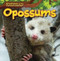 Opossums - 9781499429282 by Ada Quinlivan, 9781499429282