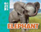 Elephant by Meredith Costain, Gary Hanna, 9781499482072