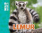 Lemur - 9781499482164 by Meredith Costain, Stuart Jackson-Carter, 9781499482164