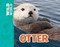 Otter - 9781499482195 by Meredith Costain, Gary Hanna, 9781499482195