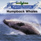 Humpback Whales by B. J. Best, 9781502621108