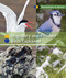 Migratory and Resident Birds Explained by Ruth Bjorklund, 9781502621696
