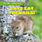 Rats Eat Toenails! - 9781538209554 by Roberto Betances, 9781538209554