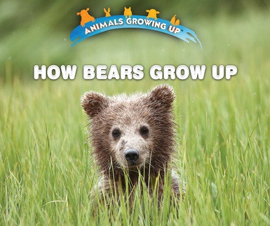 How Bears Grow Up by Heather Moore Niver, 9780766096356