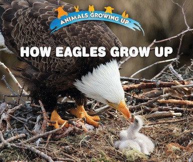 How Eagles Grow Up by Heather Moore Niver, 9780766096394