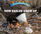 How Eagles Grow Up - 9780766096400 by Heather Moore Niver, 9780766096400