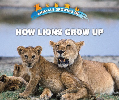 How Lions Grow Up by Lisa Idzikowski, 9780766096516