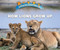 How Lions Grow Up by Lisa Idzikowski, 9780766096516